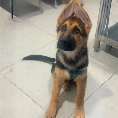 Membresía VIPet Cachorro