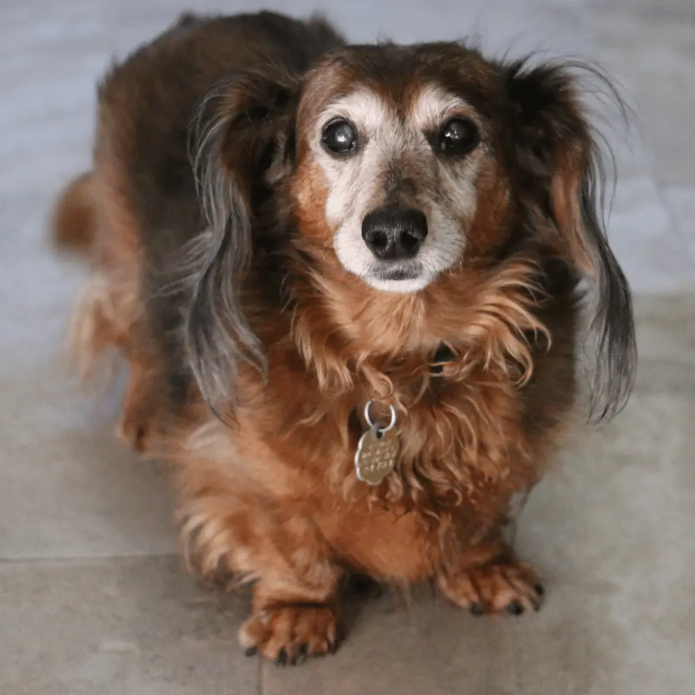 Membresía VIPet Geriátrico Mundo Animal